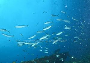 「ツムブリ」　かげやまさん