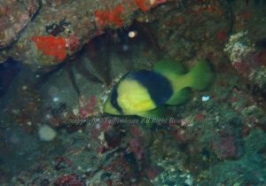 「キハッソク」　よしみさん