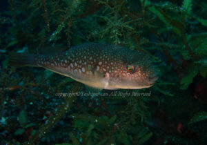 「コモンフグ」　よしみさん