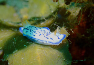 「リュウウモンイロウミウシ」　れおさん