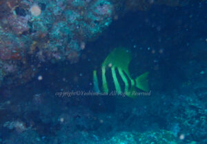 「テングダイ」　よしみさん