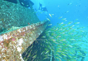 「キンセンフエダイ」　かげやまさん