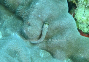 「ルボックスブレニー」　かげやまさん