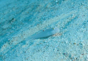 「ミズタマハゼ」　かげやまさん