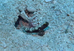 「ムラサメハゼ」　かげやまさん