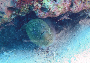 「ソリハシコモンエビ」　かげやまさん