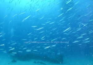 「タイワンカマス」　かげやまさん