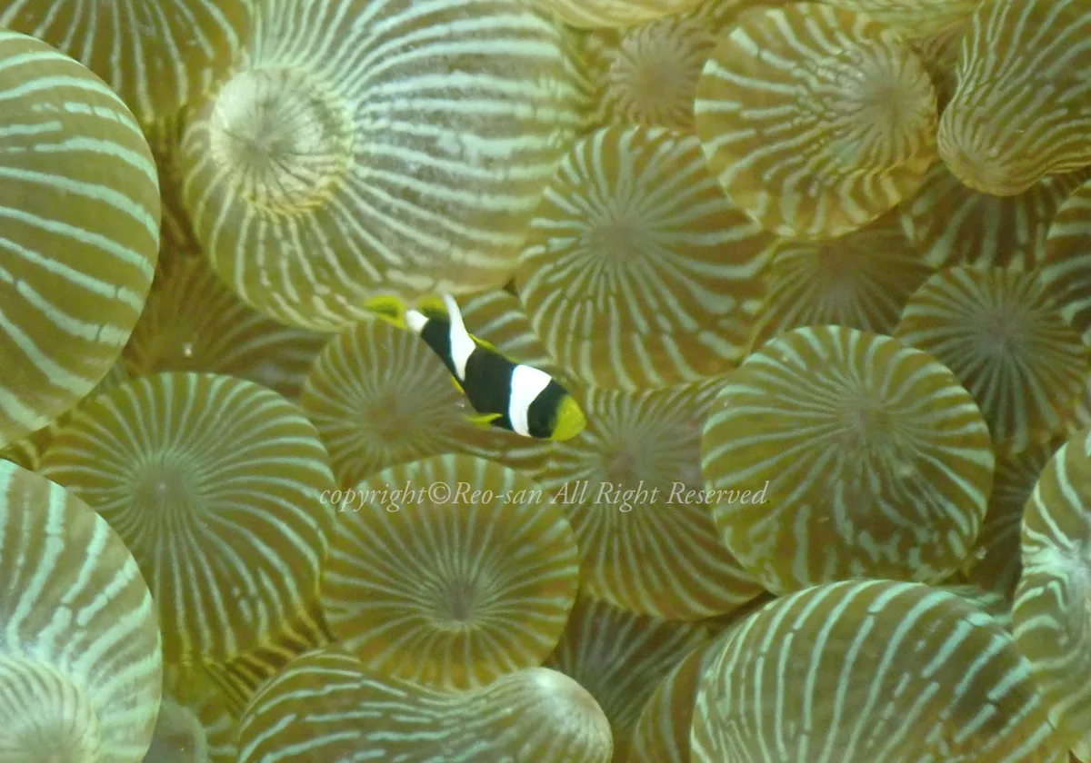 クマノミ