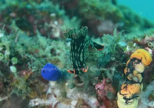 「アカフチリュウグウウミウシ」　かげやまさん