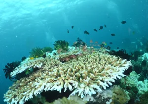 「アニラオ」　かげやまさん