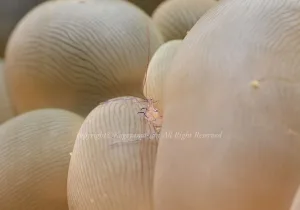 「バブルコーラルシュリンプ」　かげやまさん