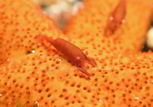 「ヒトデヤドリエビ」　かげやまさん