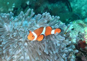 「カクレクマノミ」　かげやまさん