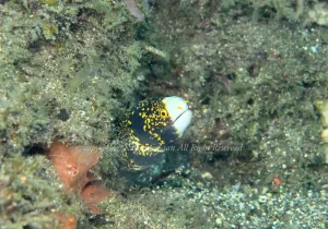 「クモウツボ」　かげやまさん