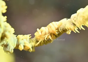 「ムチカラマツエビ」　かげやまさん