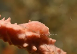 「パロンシュリンプ」　かげやまさん