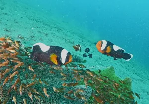 「トウアカクマノミ」　かげやまさん