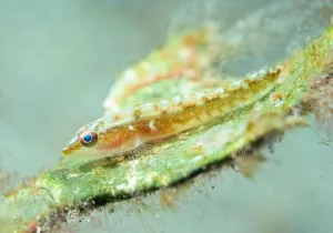 「ウミショウブハゼの仲間」　かげやまさん