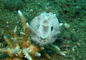 「ウニ殻」　かげやまさん