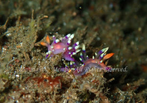 「アデヤカミノウミウシ」　わーさん