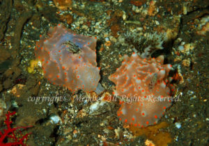 「ハルゲルタ・バタンガズ」　わーさん