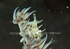 「ムチカラマツエビ」　わーさん