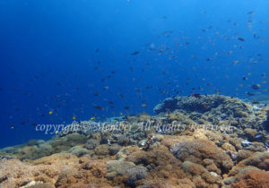 「ヌサペニダ」　わーさん