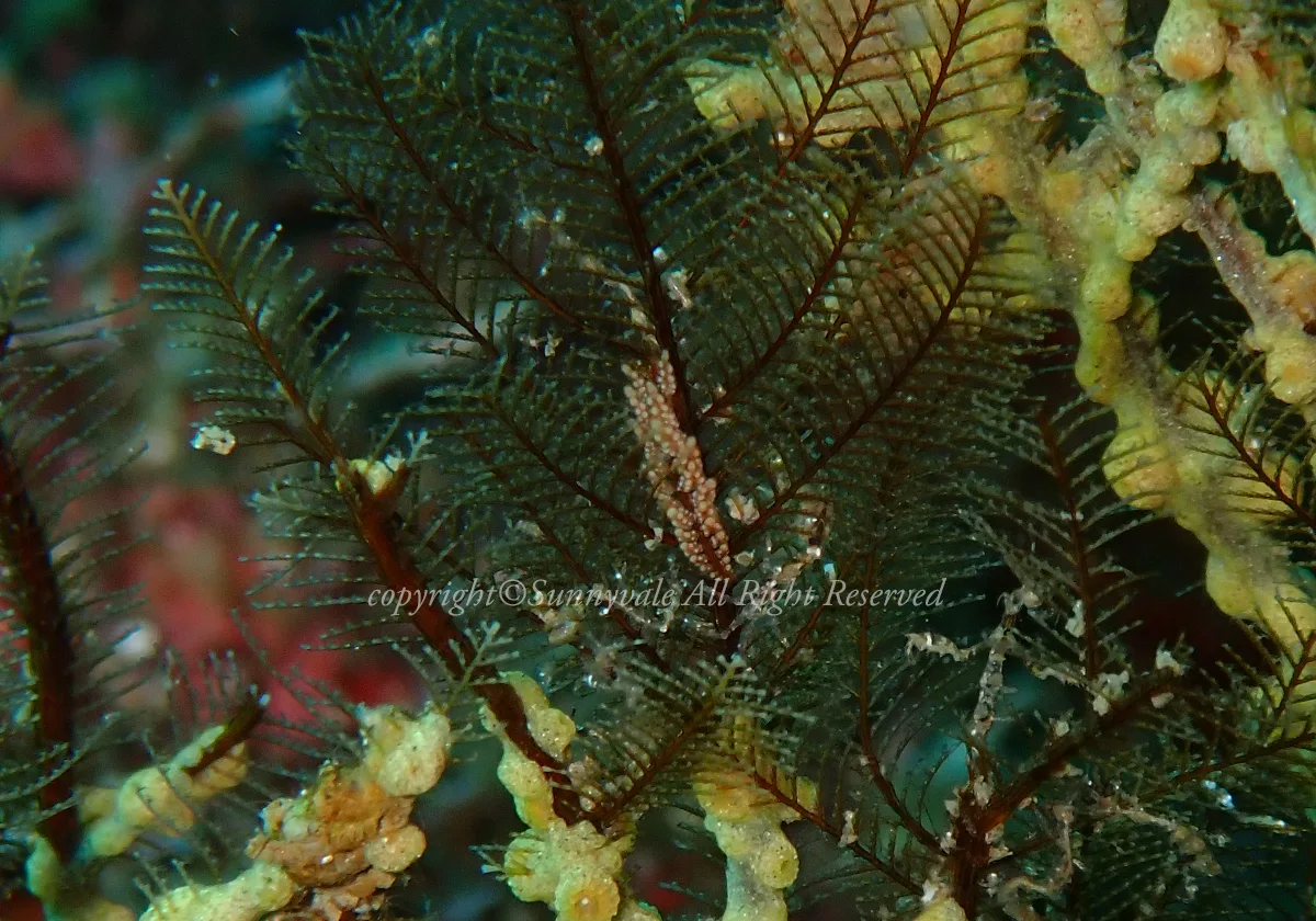ミレニアムマツカサウミウシ