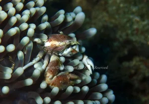 「アカホシカニダマシ」　ちえこさん