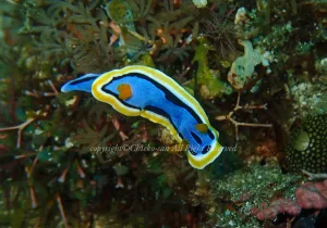 「アンナウミウシ」　ちえこさん