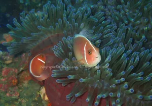 「ハナビラクマノミ」　ちえこさん