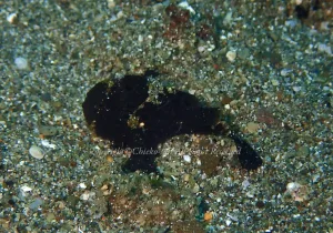 「カエルアンコウ」　ちえこさん