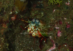 「モンハナシャコ」　ちえこさん