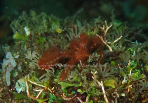 「ミナミクモガニ」　ちえこさん