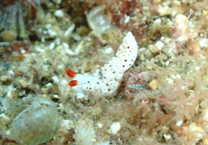 「オトメウミウシ」　れおさん