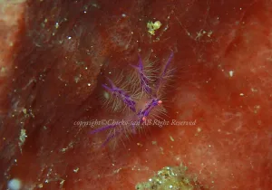 「サクラコシオリエビ」　ちえこさん