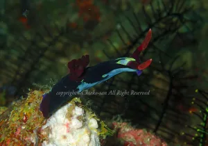 「セグロリュウグウウミウシ」　ちえこさん