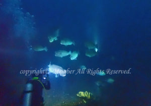 「カンムリブダイ」わ－さん