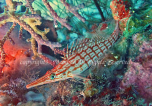 「クダゴンベ」　え－さん