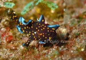 「クマドリカエルアンコウ」　え－さん