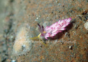 「パスタチゴミノウミウシ」　え－さん