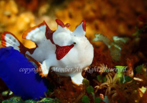 「クマドリカエルアンコウ」　え－さん