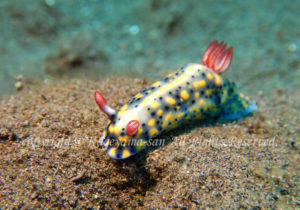 「ホシゾラウミウシ」　かげやまさん