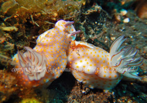 「ヒュプセロドーリス・プリケッラ」　かげやまさん