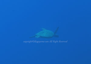 「アオウミガメ」　かげやまさん