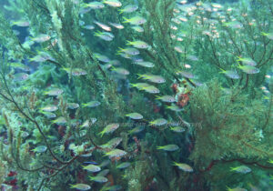 「キホシスズメダイ」　かげやまさん