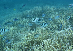 「ロクセンスズメダイ」　かげやまさん