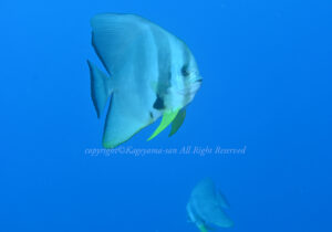 「ツバメウオ」　かげやまさん