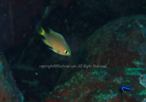 「ヒレグロスズメダイ」　よしみさん