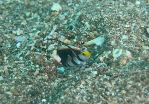 「ヒレナガネジリンボウ」　かげやまさん